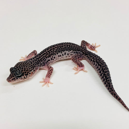 Dark Super Snow Reverse Stripe Leopard Gecko 2025-087