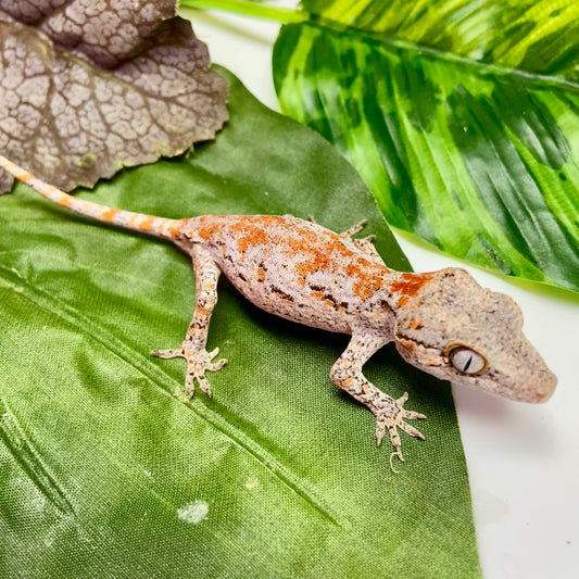 Orange Super Blotch Gargoyle Gecko 2025 Unsexed 20825-06