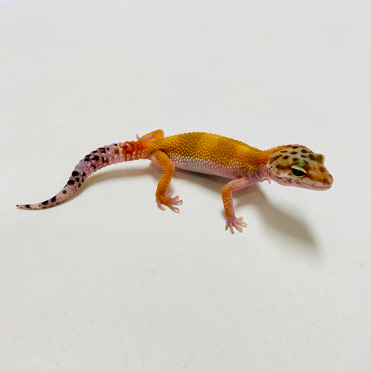 Citrine Leopard Gecko 2025-001