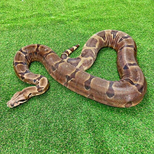 Hypo Het Kahl Albino Boa Constrictor Adult Female B02