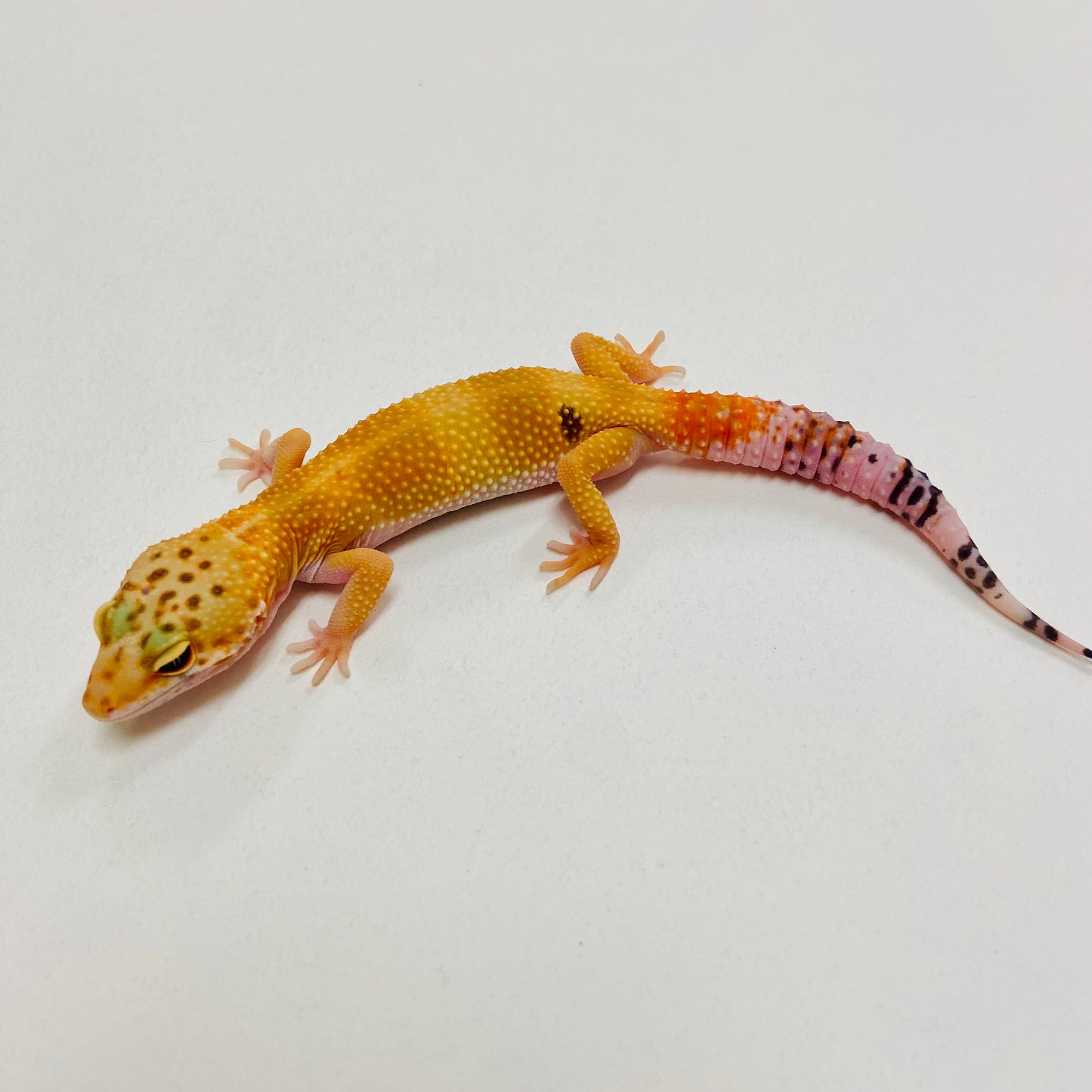 Super Hypo Tangerine Leopard Gecko 2025-172