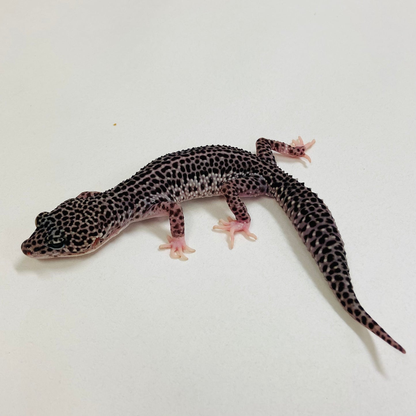 Dark Super Snow Reverse Stripe Leopard Gecko Male 2025-087