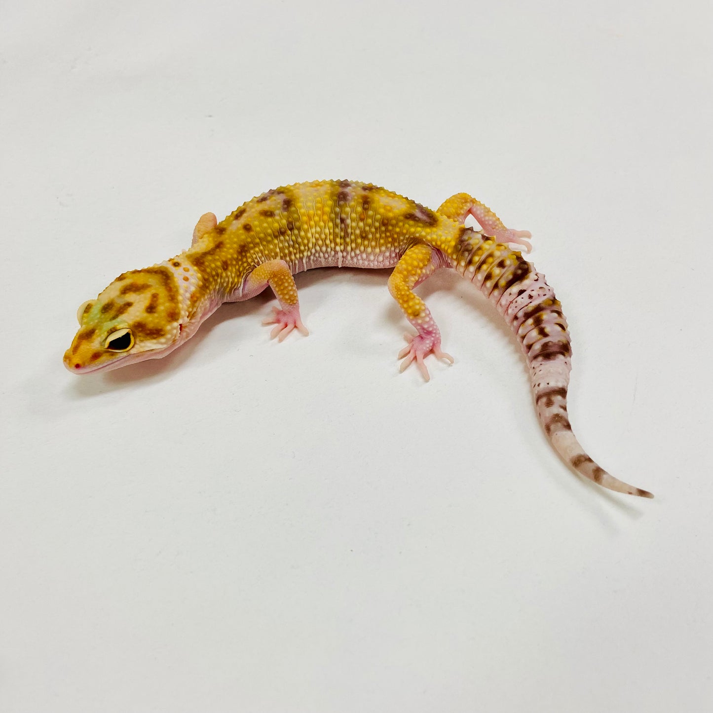 Mack Snow Raptor Leopard Gecko Female H-B7-92024-1