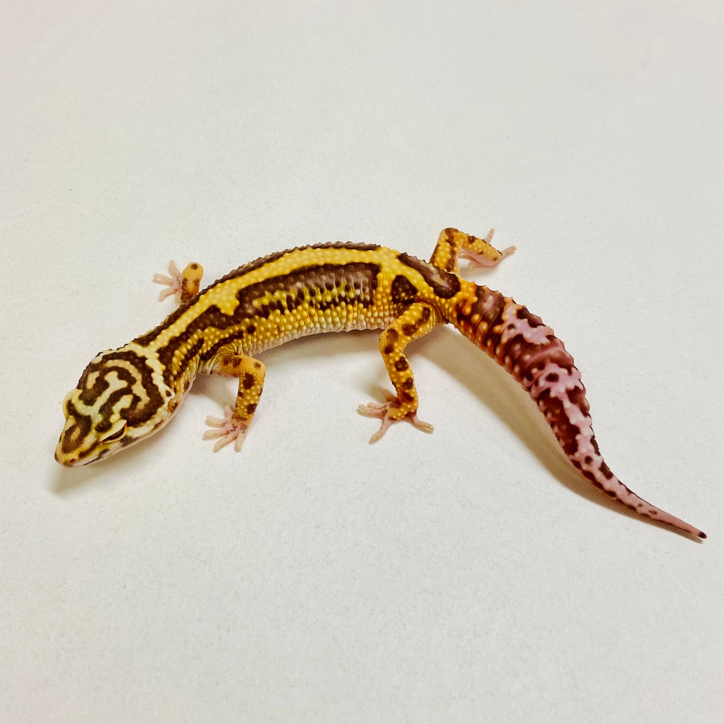 Bold Bell Leopard Gecko Female 2025-209