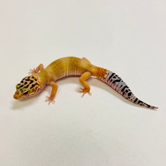 Tangerine Leopard Gecko 2025-110