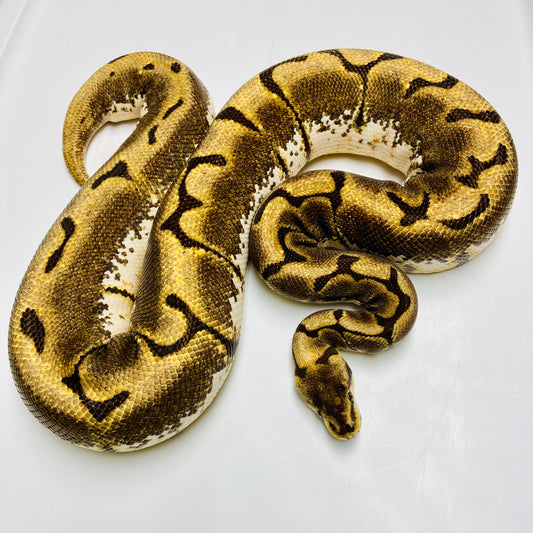 Adult Stinger Bee Ball Python Female 12