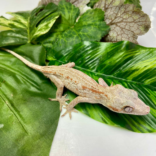 Orange Stripe Gargoyle Gecko 2024 Male 90124-02