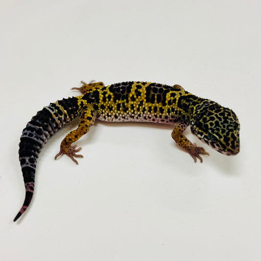 Dark Mack Snow Leopard Gecko 2025-151