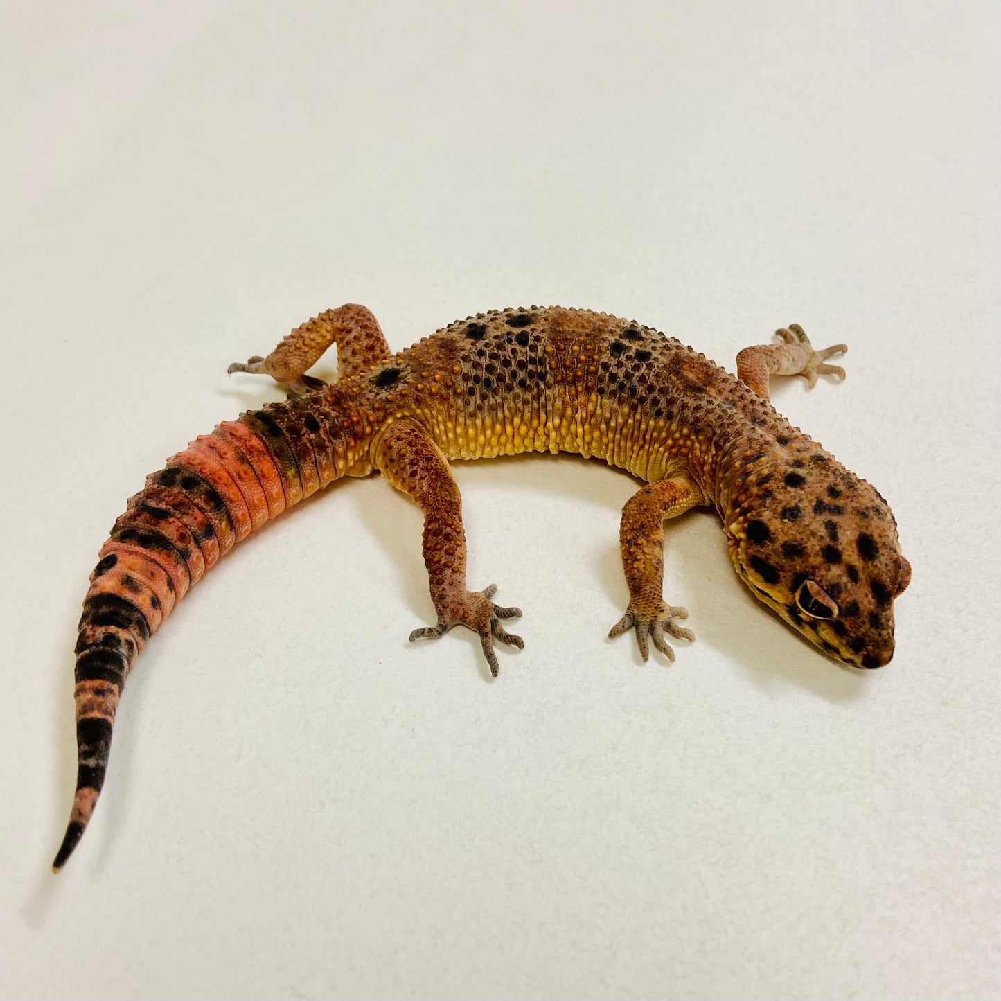 Dark Tangerine Leopard Gecko Male 2025-182