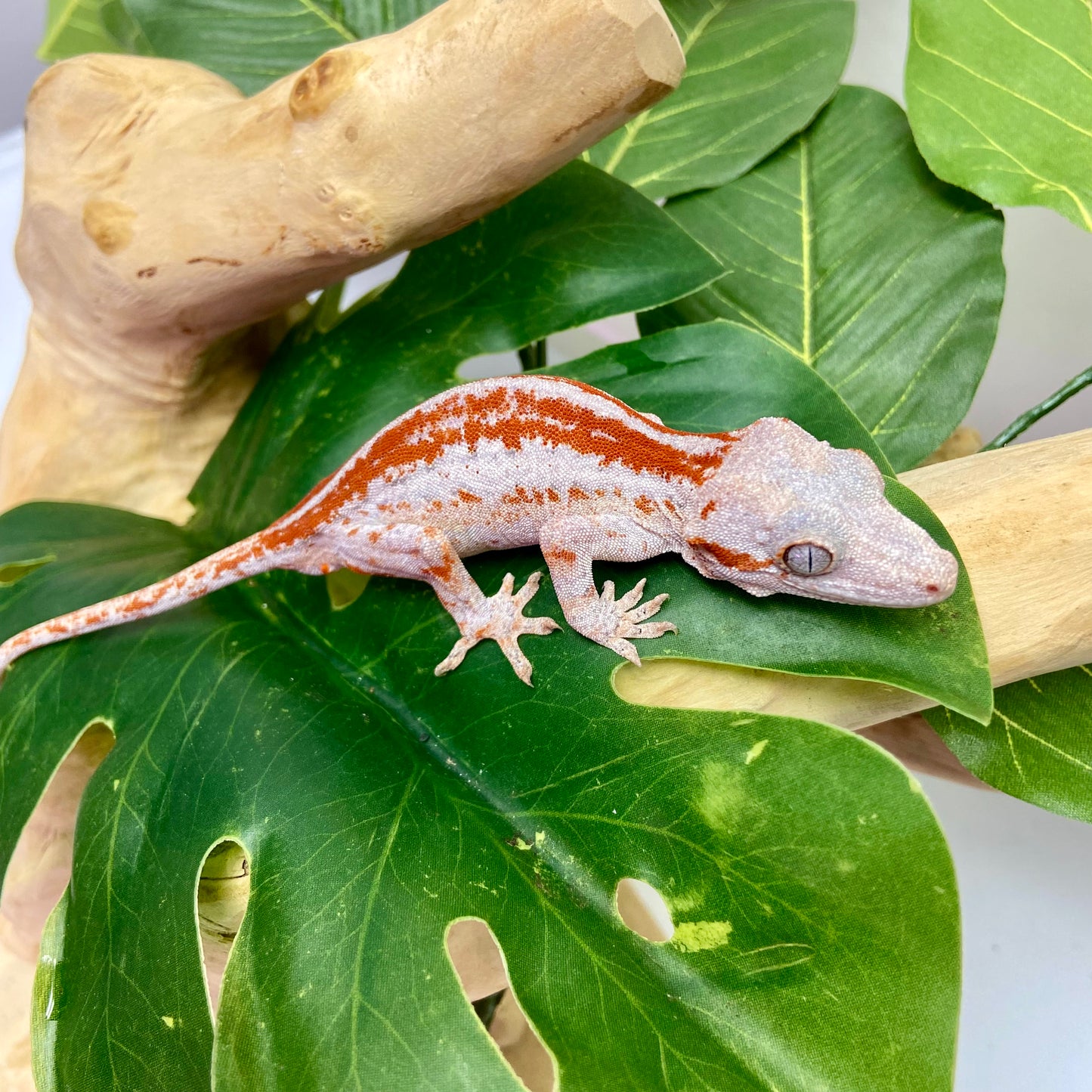 Red/Orange Stripe Gargoyle Gecko 2025 Male 10725-04