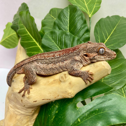 Red Stripe Gargoyle Gecko Adult Male GPB19