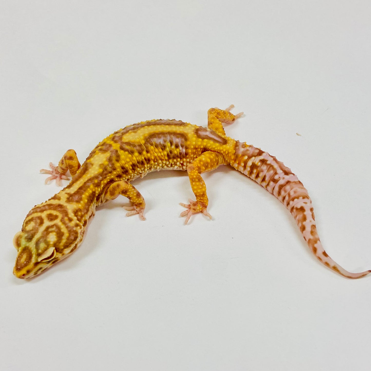 Adult Group 2.5 Bold Bell Eclipse Leopard Gecko LBG-13