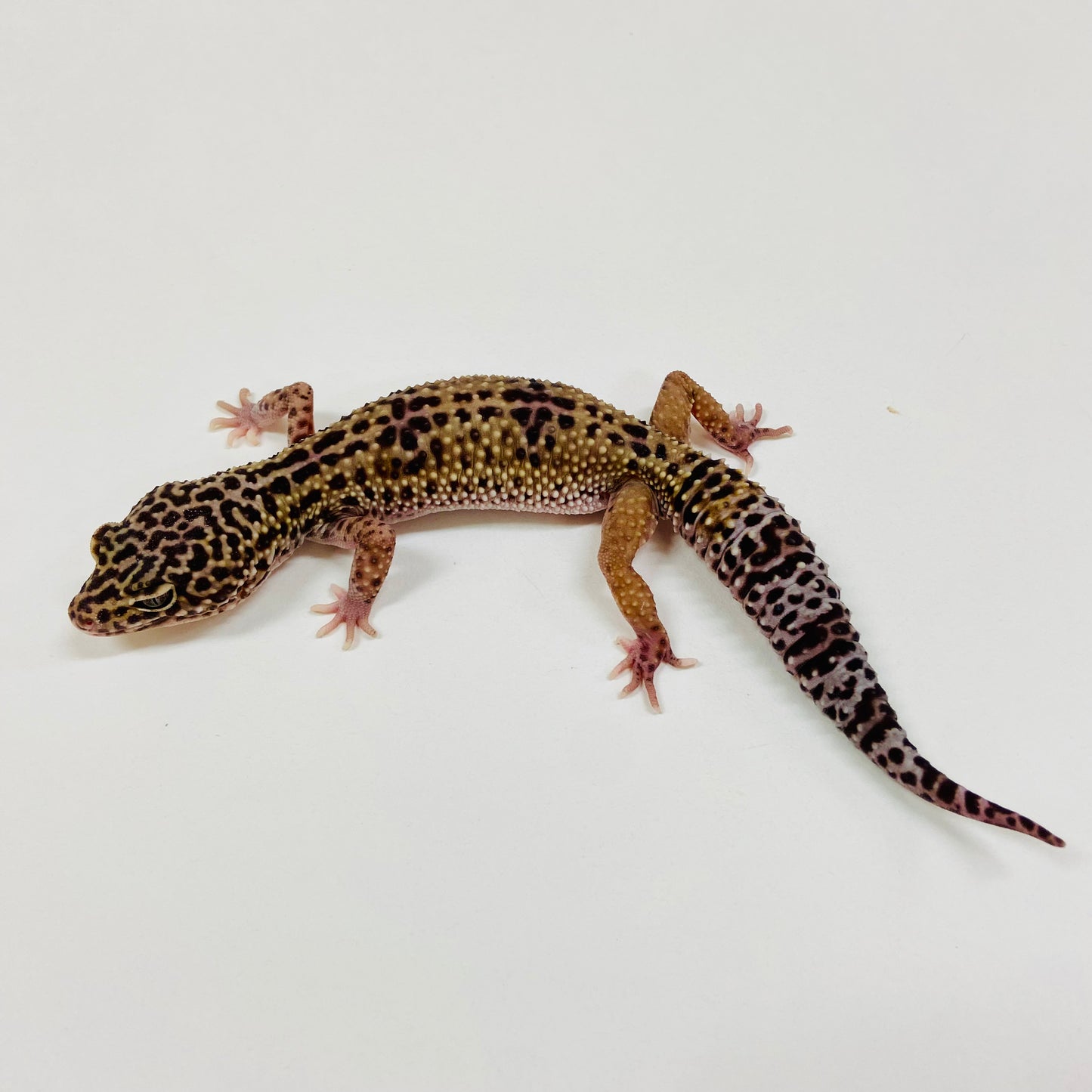 Adult Group 1.4 Dark Mack Snow Eclipse Leopard Gecko LBG-14