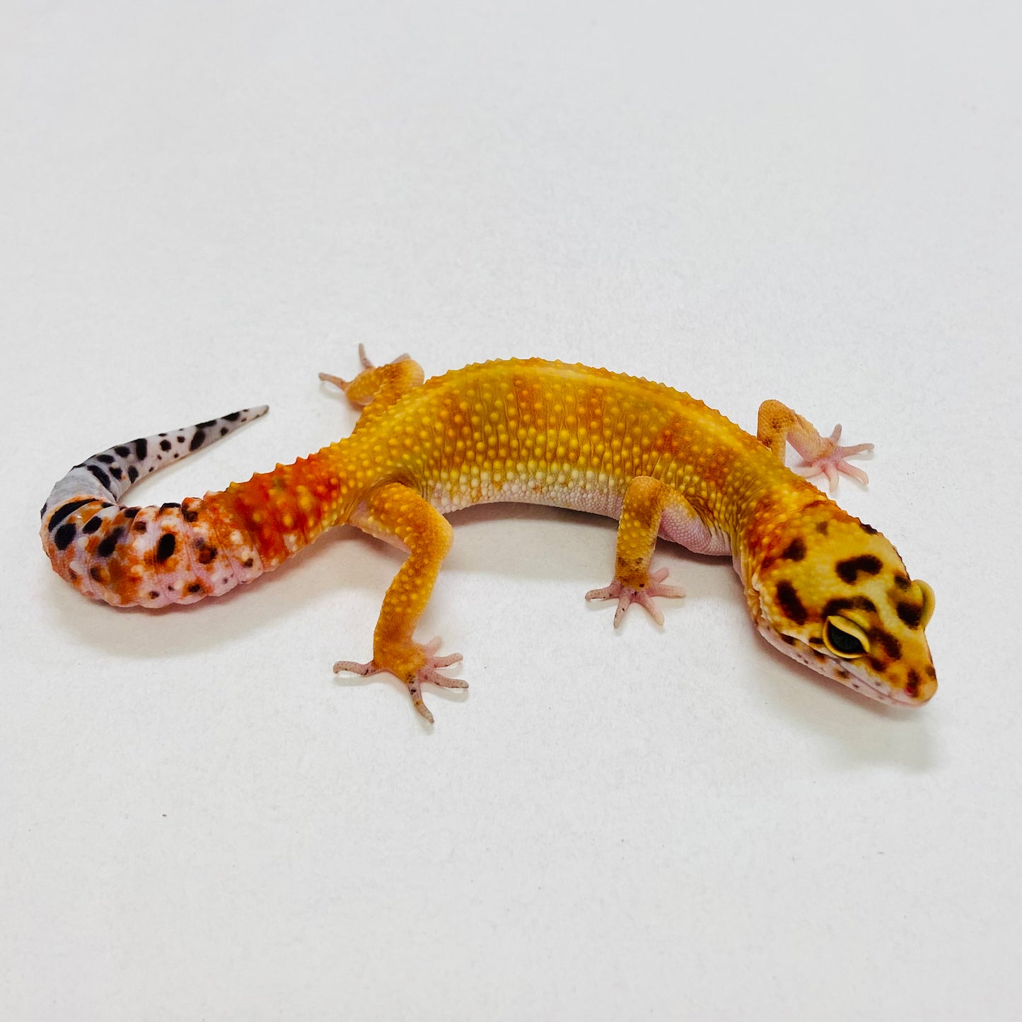 Citrine Leopard Gecko Female 2025-117