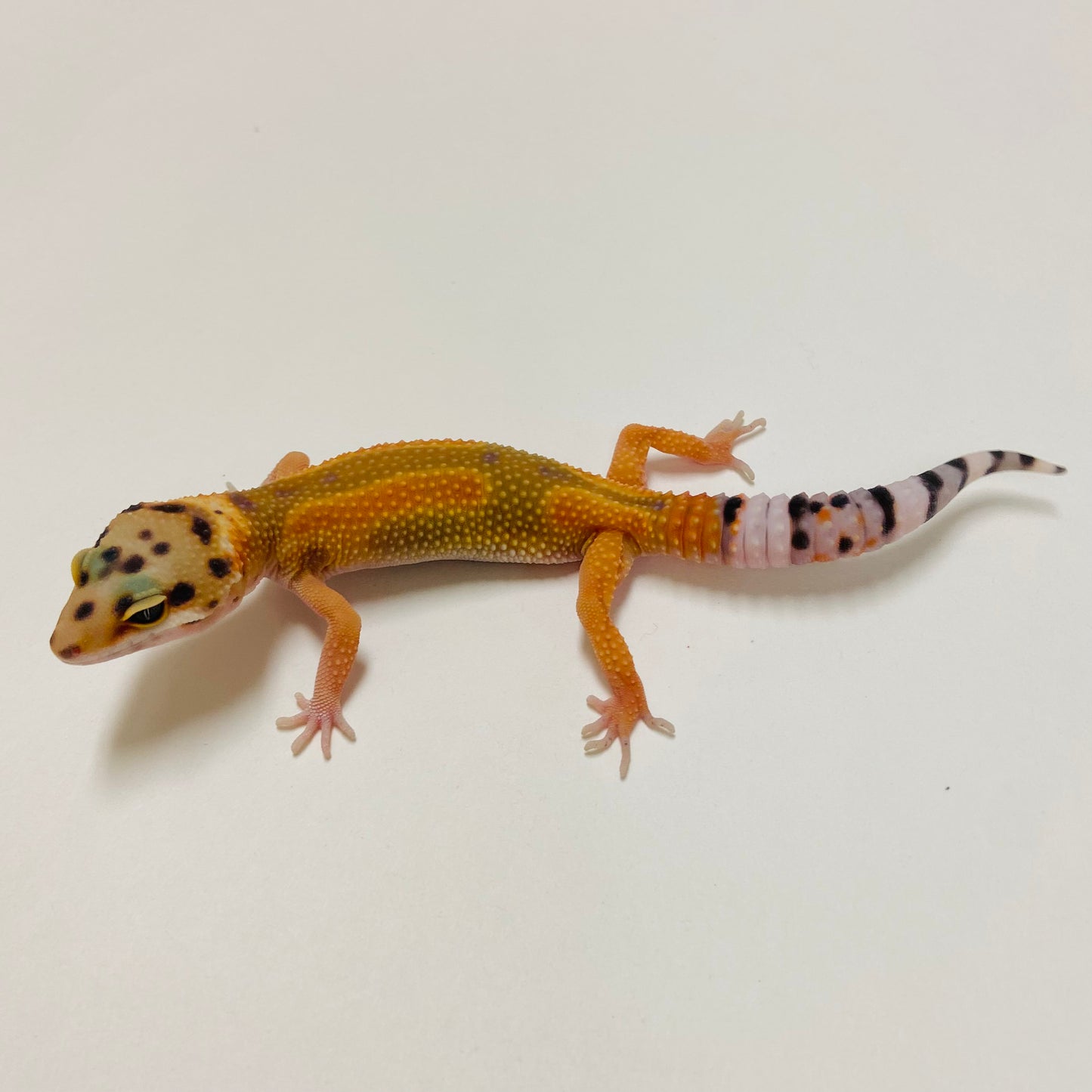 Super Hypo Tangerine Carrot Tail Leopard Gecko 2025-027