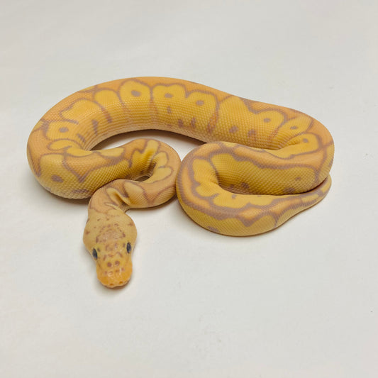 Pastel Banana Clown Ball Python Male 2025M01