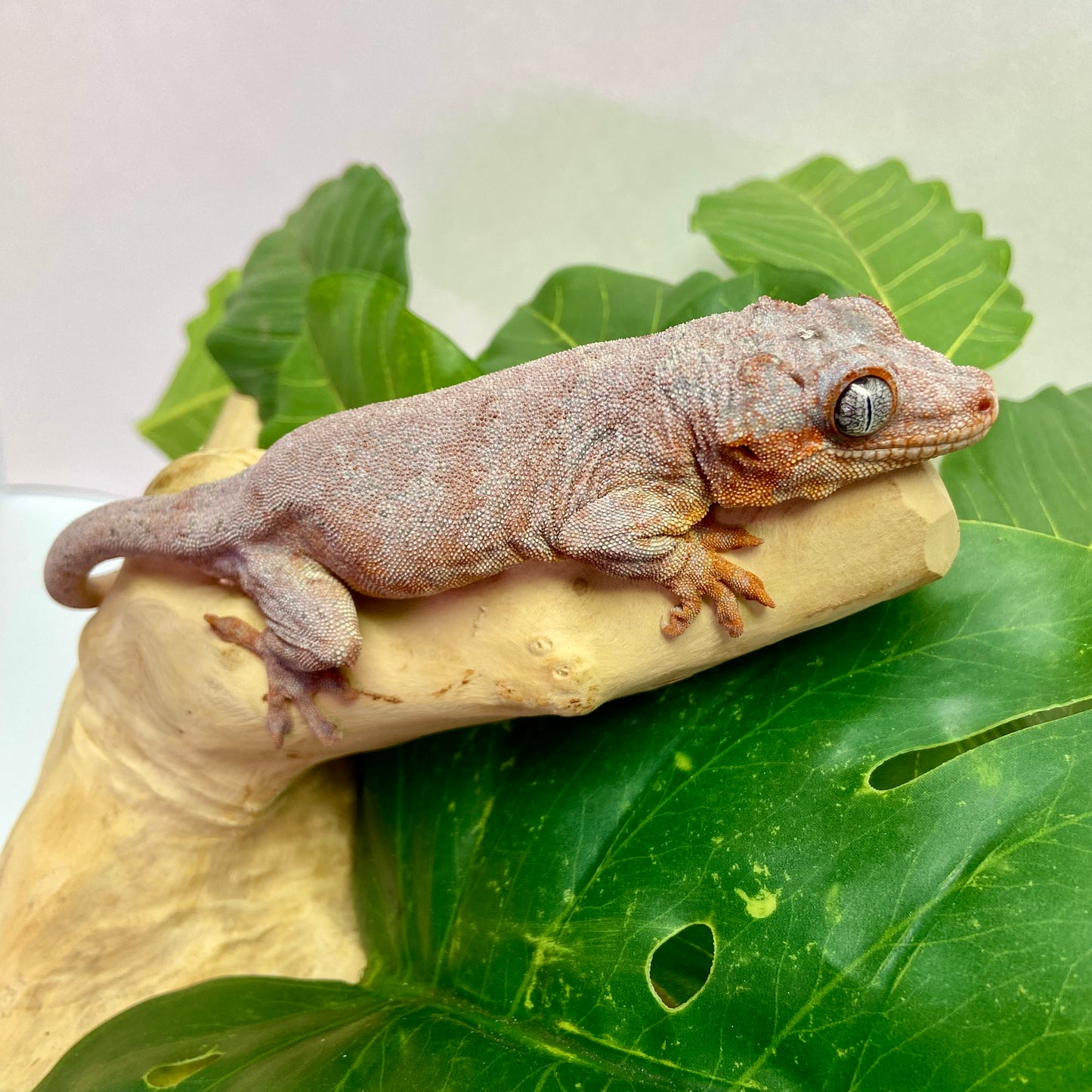 Red Blotch Red Base Gargoyle Gecko Adult Male GPB13