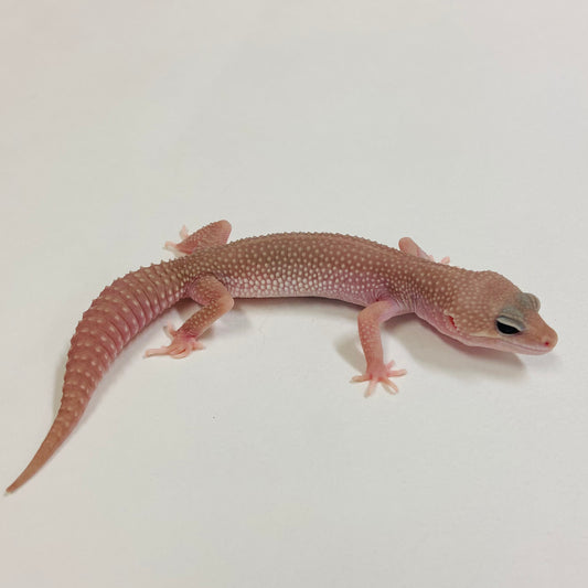Super Snow Murphy Patternless Leopard Gecko Male 2025-077