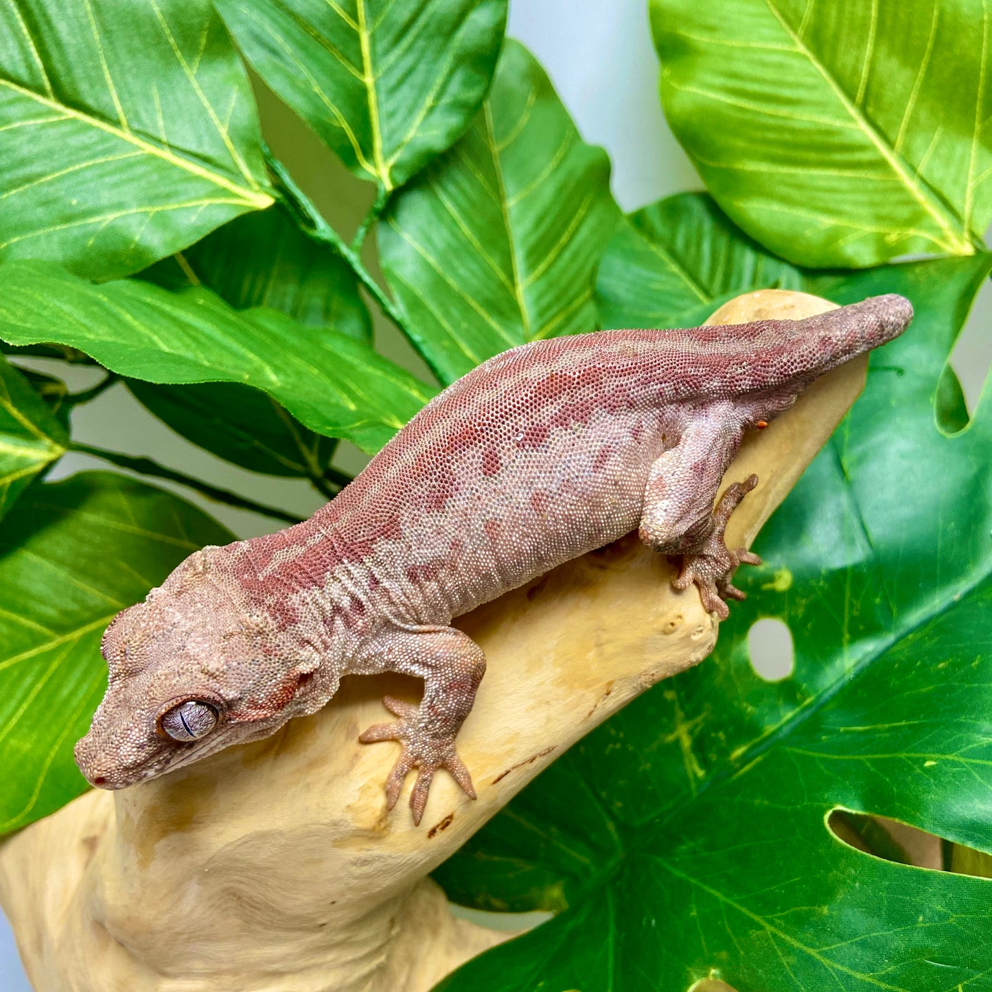 Red Stripe Gargoyle Gecko Adult Male GPB30