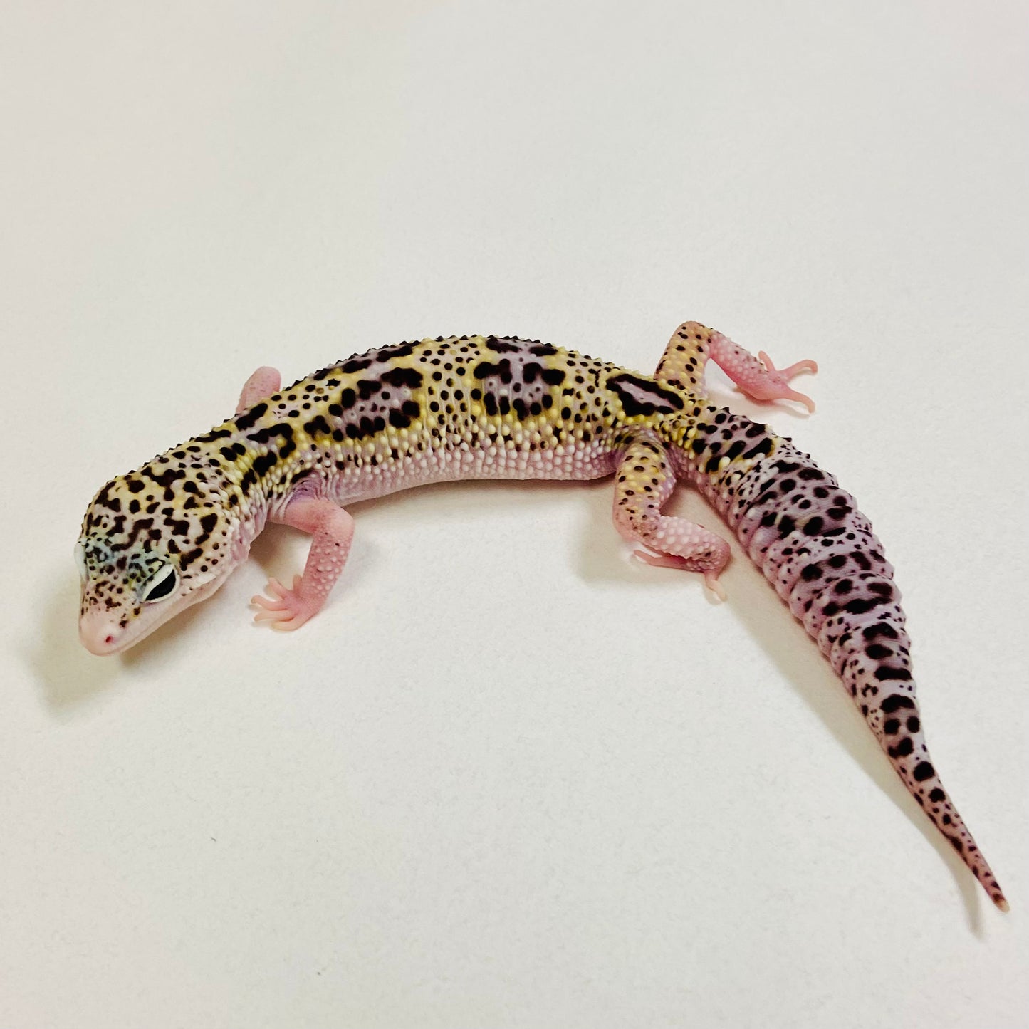 Mack Snow Leopard Gecko Pos Female 2025-177