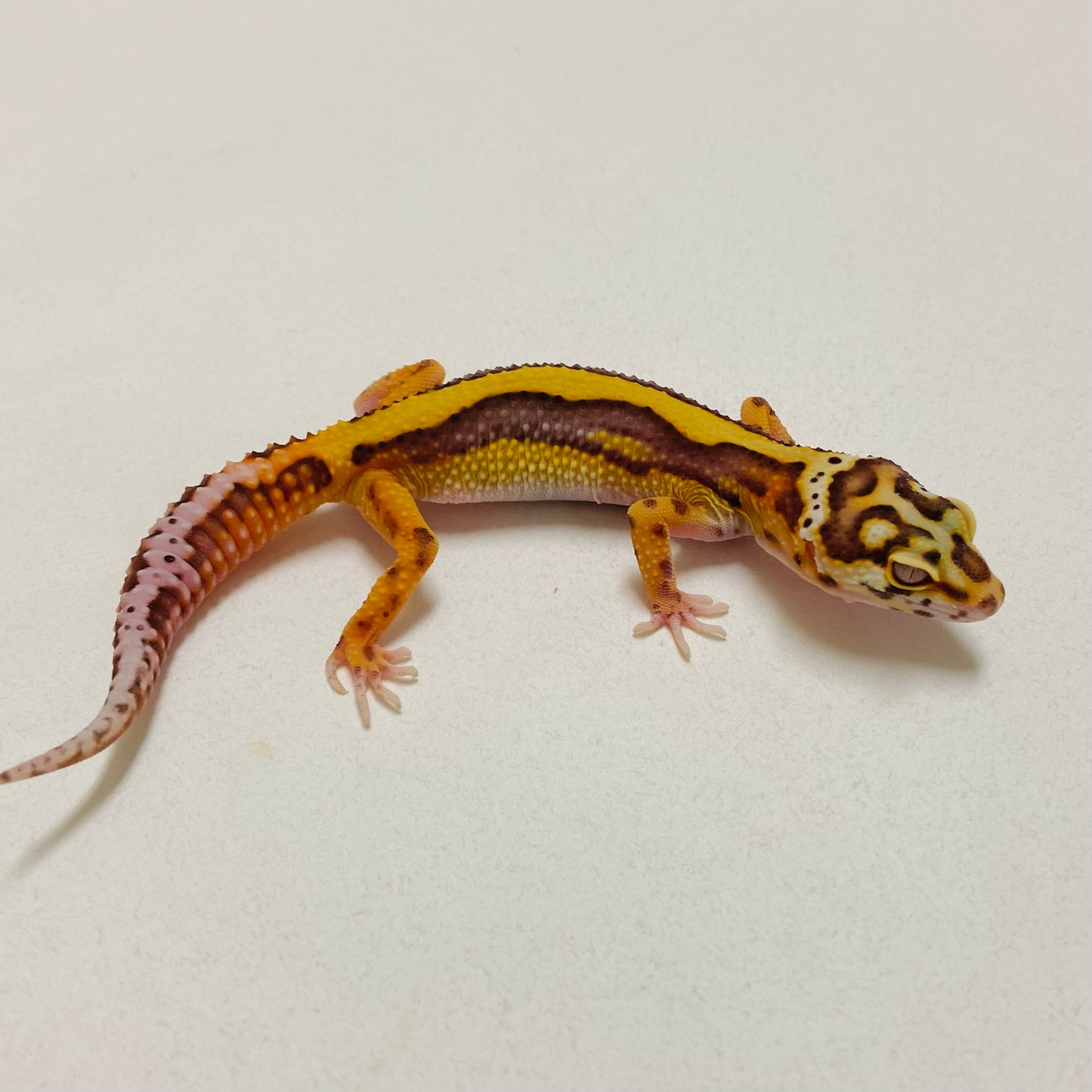 Bold Bell Leopard Gecko 2025-019