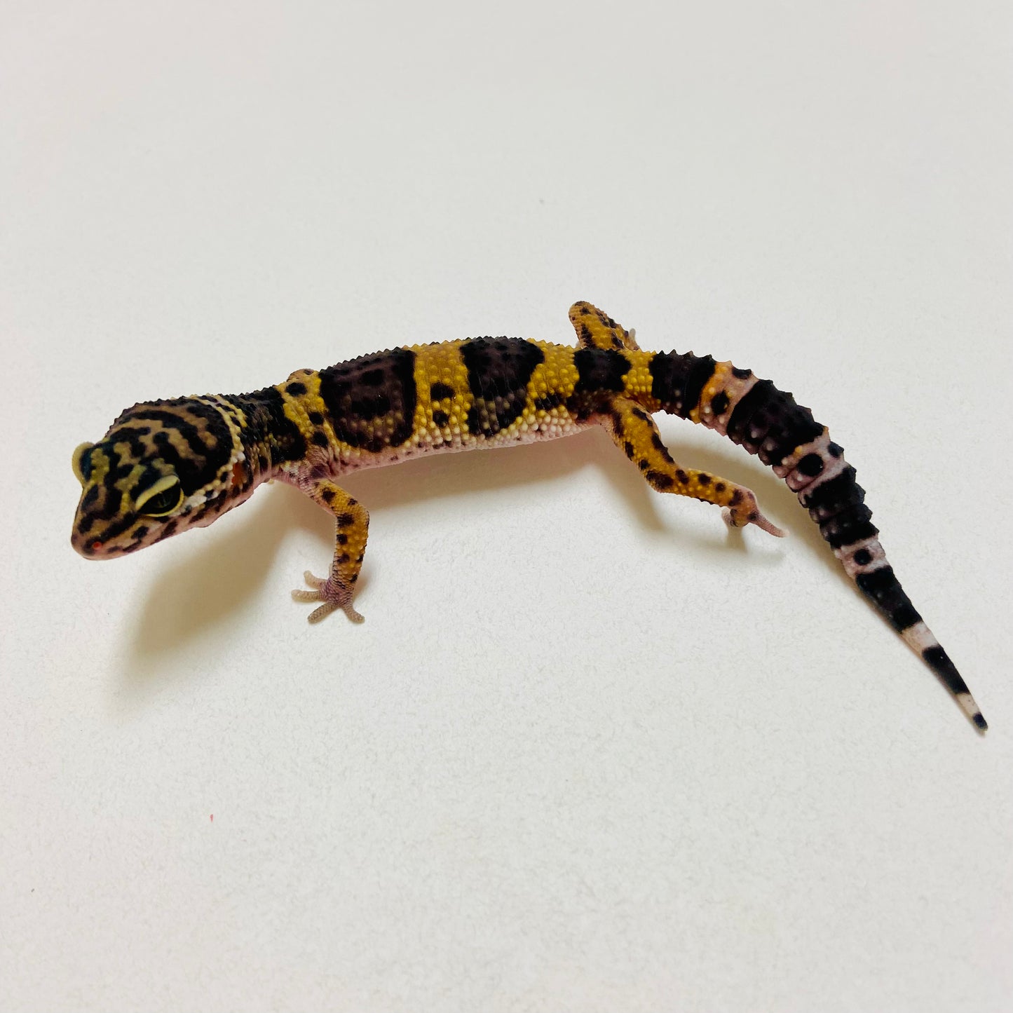 Dark Mack Snow Leopard Gecko 2025-012