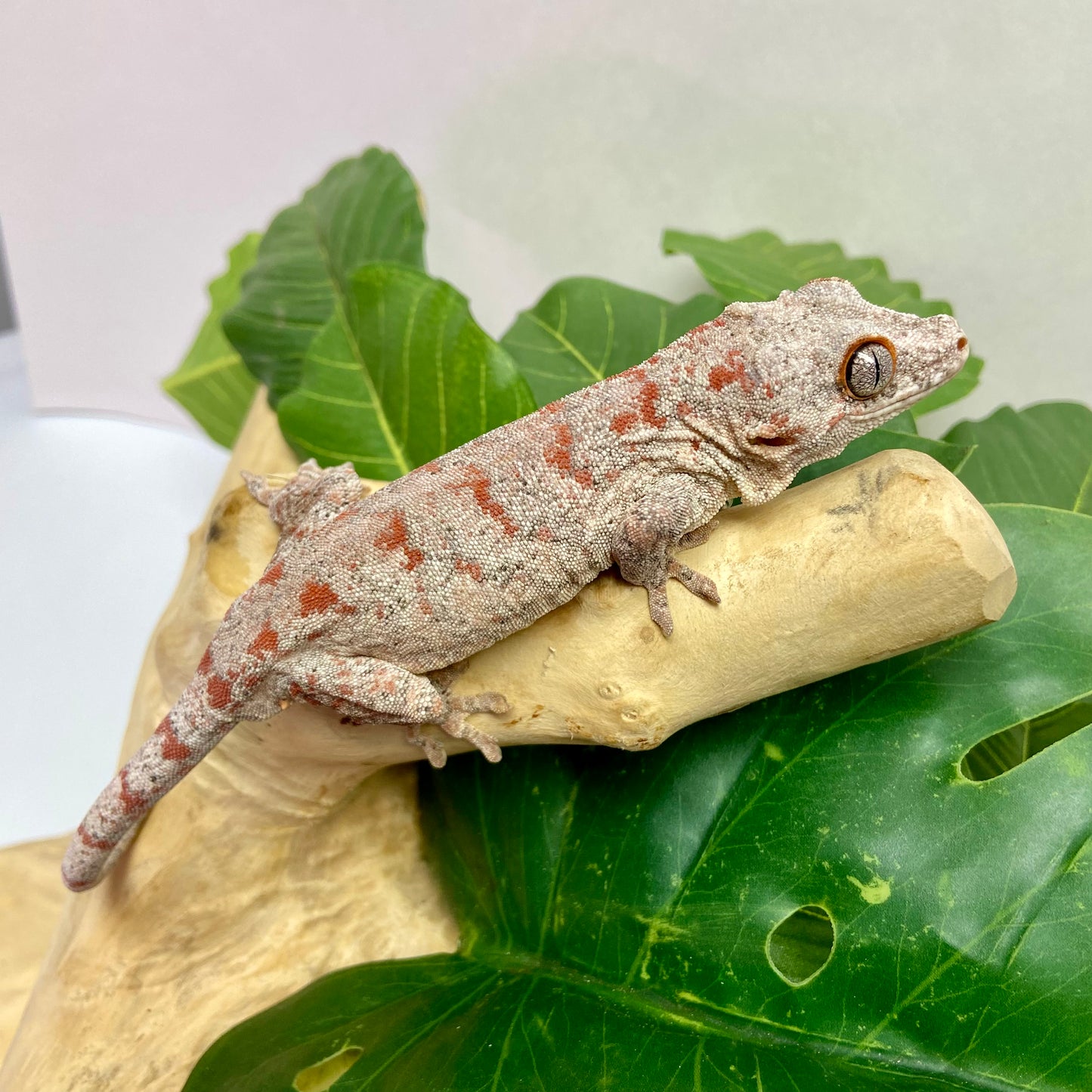 Red Blotch Reticulated Gargoyle Gecko Adult Male GPB28