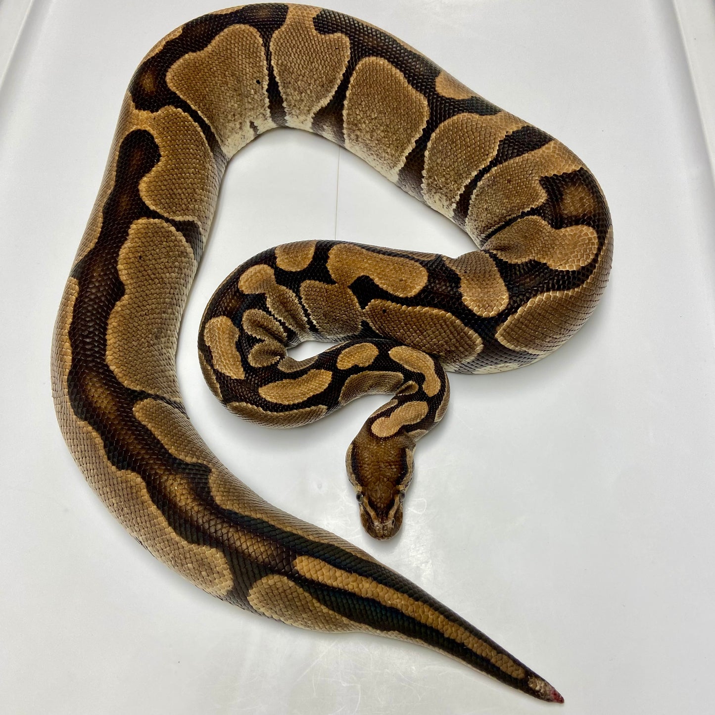 Adult Dbl Het Albino Clown Ball Python Female 03