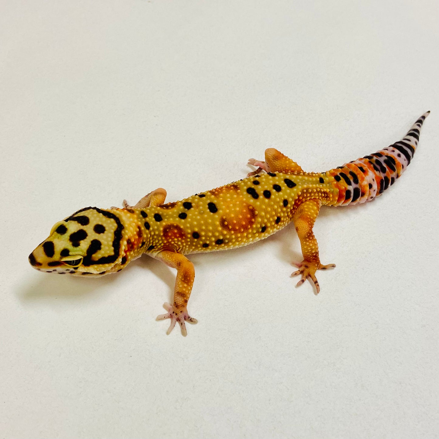 Citrine Leopard Gecko Female 2025-213