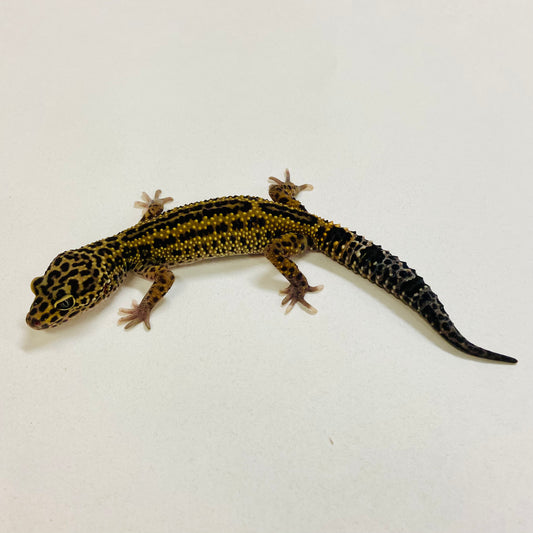 Dark Mack Snow Reverse Stripe Leopard Gecko Male 2025-197