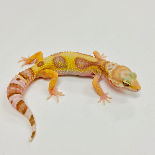 Tremper Albino W/Y Leopard Gecko 2025-150