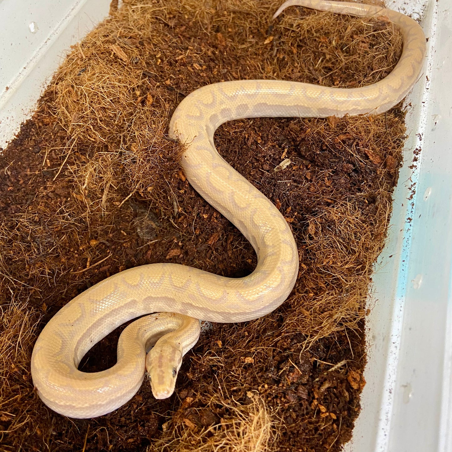 T+ Albino Colombian Rainbow Boa 2025 Male