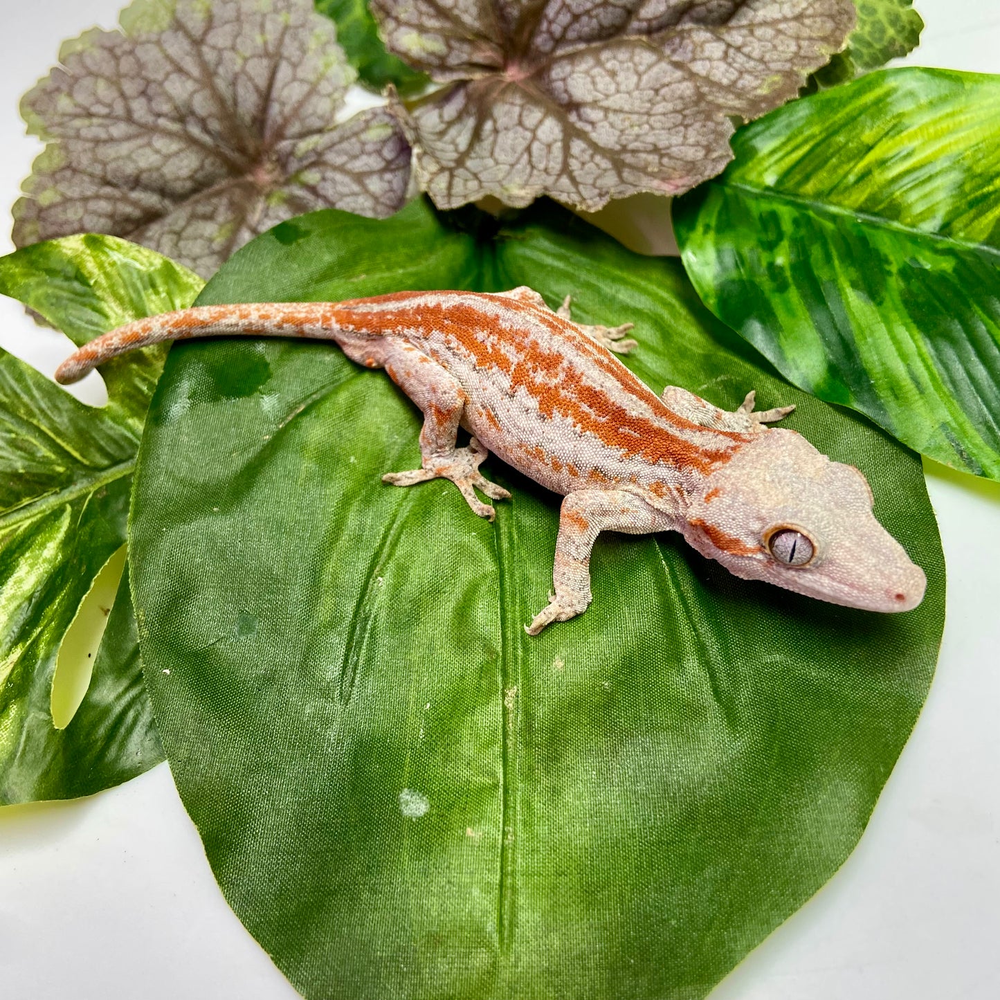 Red/Orange Stripe Gargoyle Gecko 2025 Male 10725-04