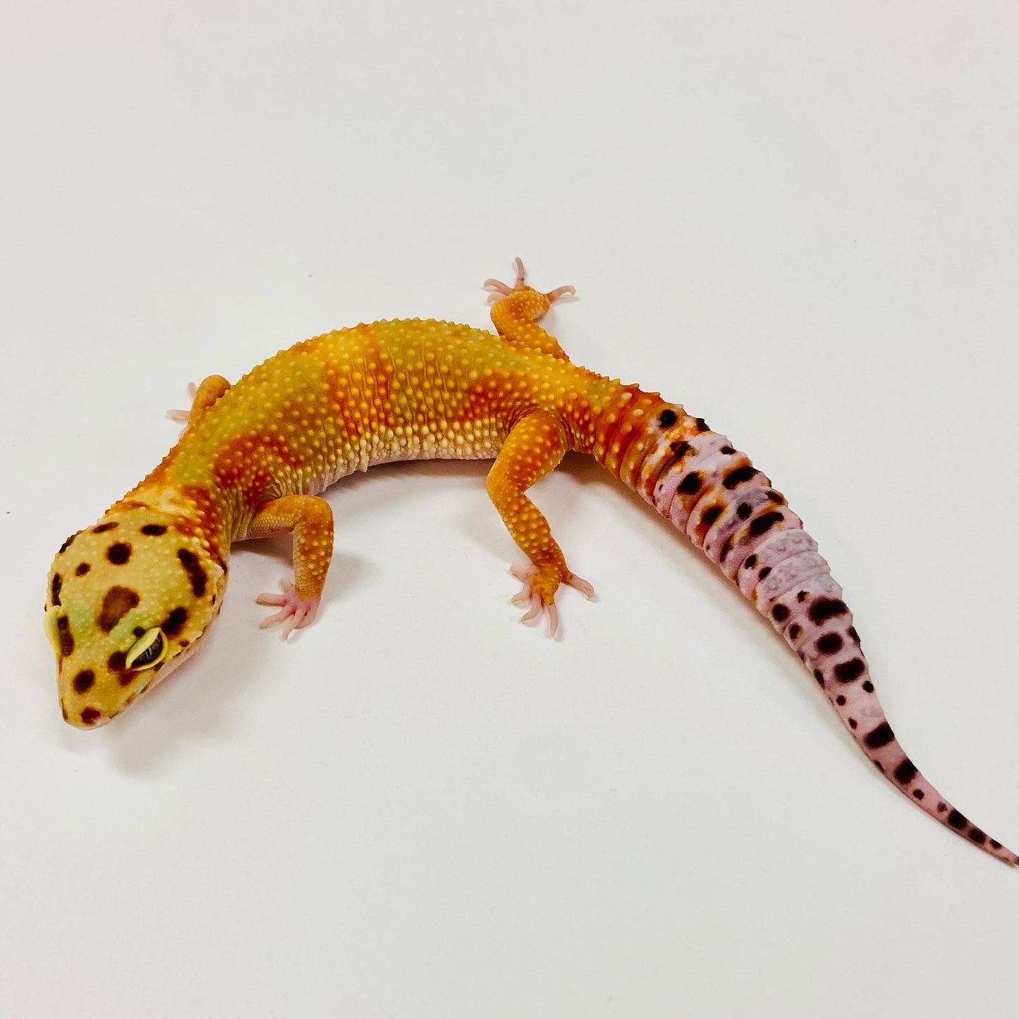 Adult Group 2.3 Citrine Leopard Gecko LBG-01