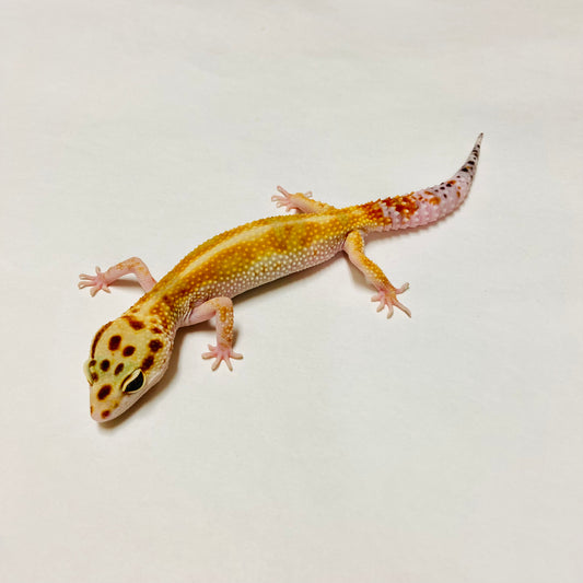 Citrine Leopard Gecko Female I-C10-71123-1