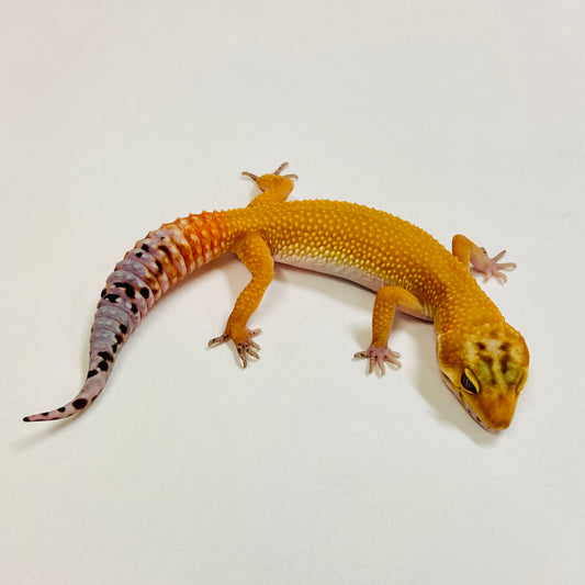 Super Hypo Blood Tangerine Carrot Tail Leopard Gecko Female 2025-004