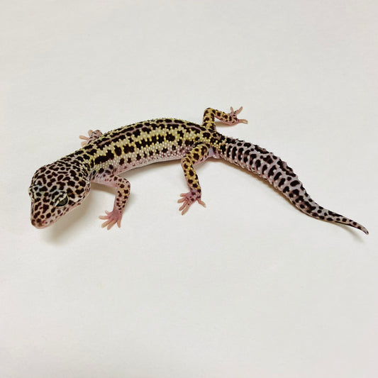 Dark Mack Snow Reverse Stripe Leopard Gecko Male A-B3-73024-1