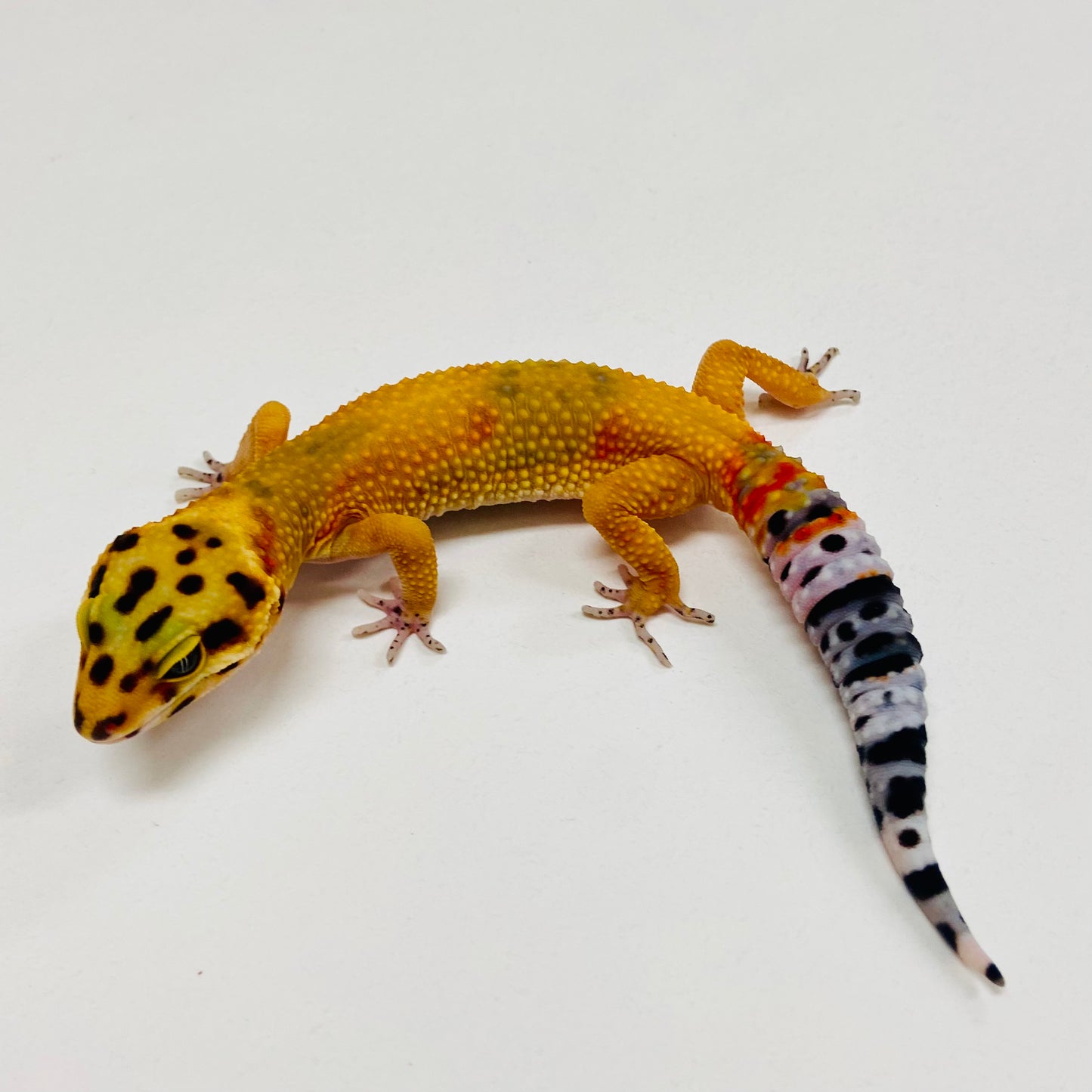 Tangerine Leopard Gecko 2025-152