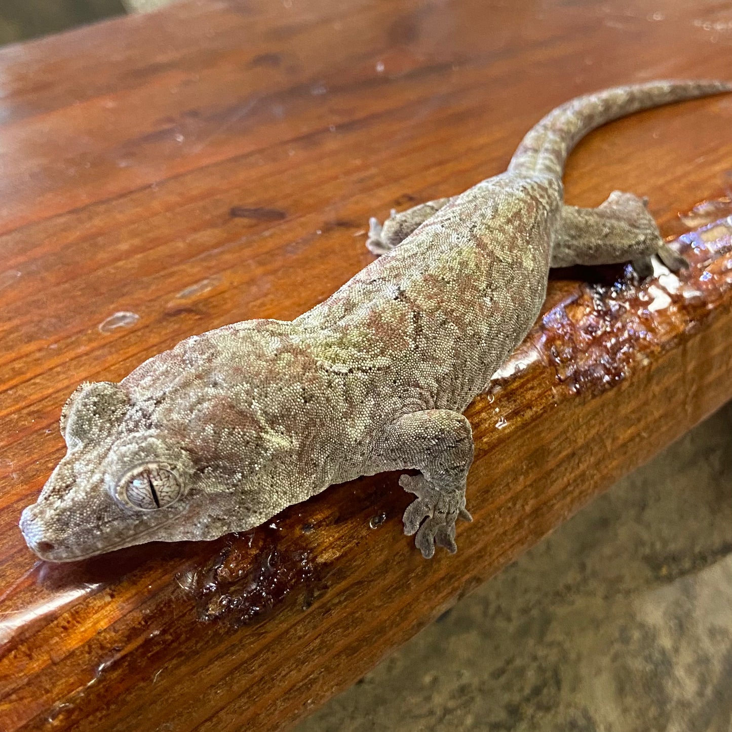 Chahoua Gecko 2023 Male 8323-1