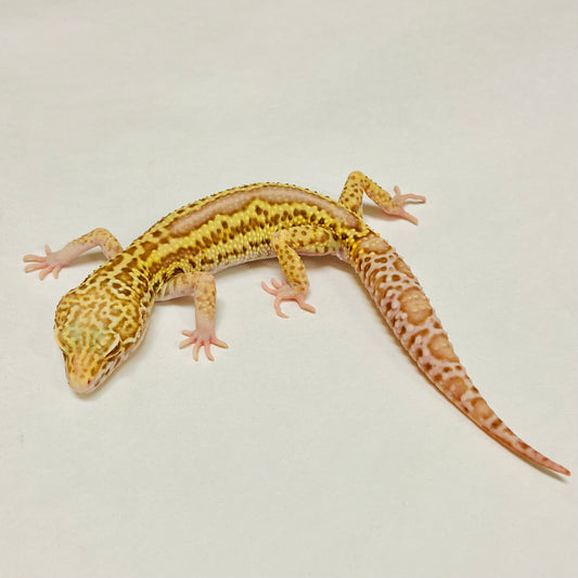 Radar Reverse Stripe Leopard Gecko Male A-B3-73024-1