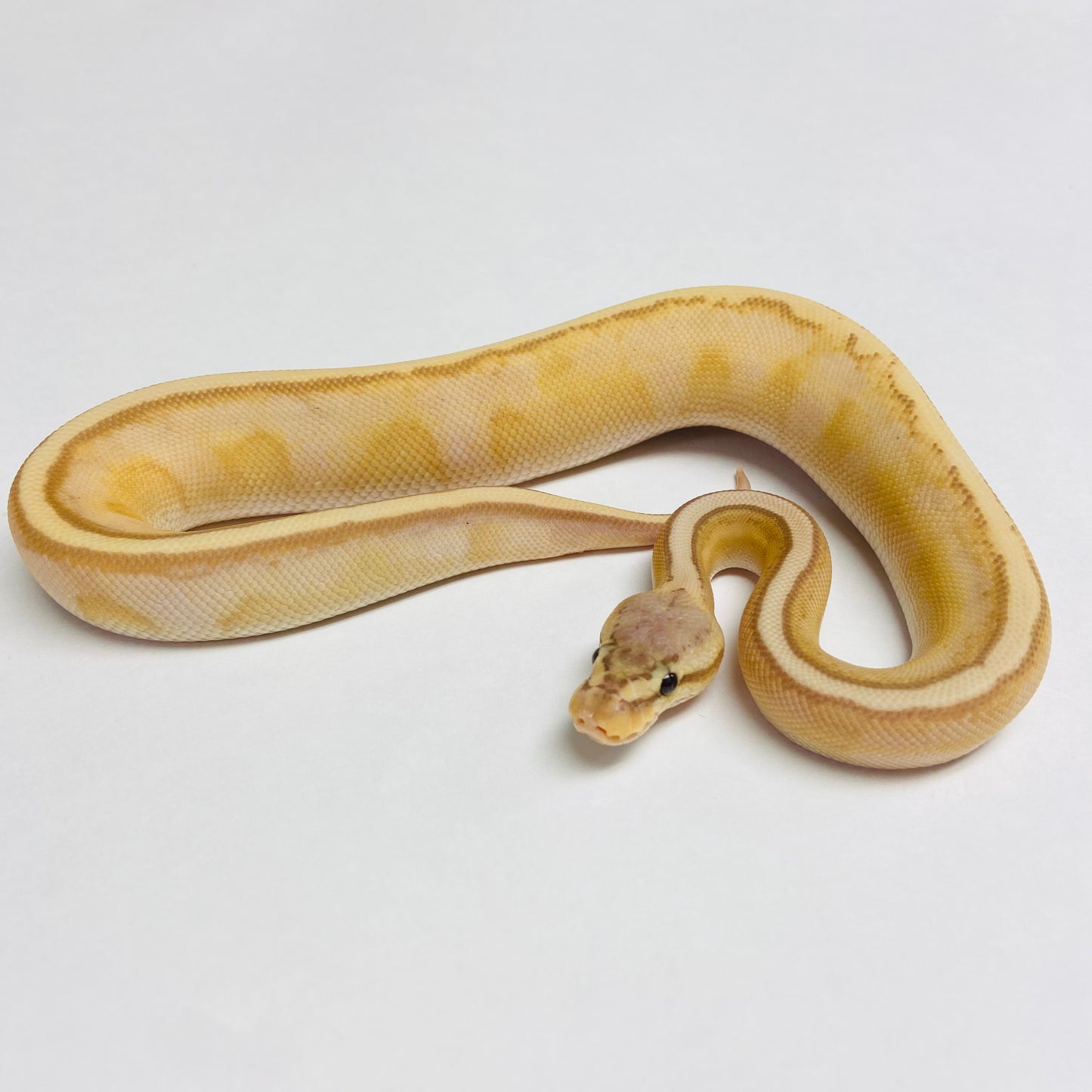 Banana Pastel Genetic Stripe Ball Python - Male #2023M04