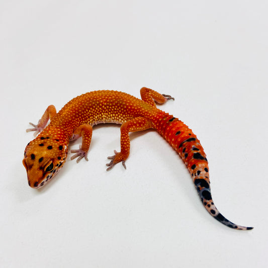Dark Tangerine Leopard Gecko 2025-162