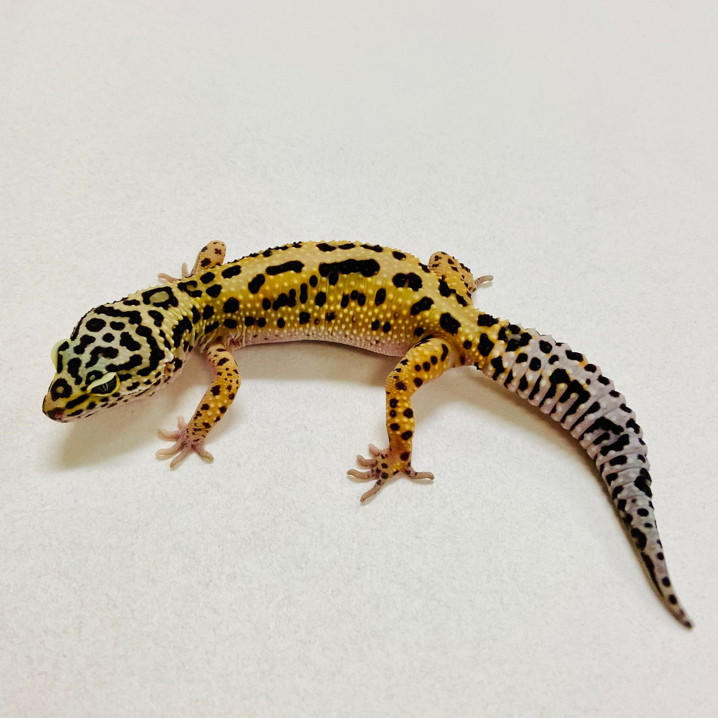 Bold Mack Snow Leopard Gecko Female 2025-205