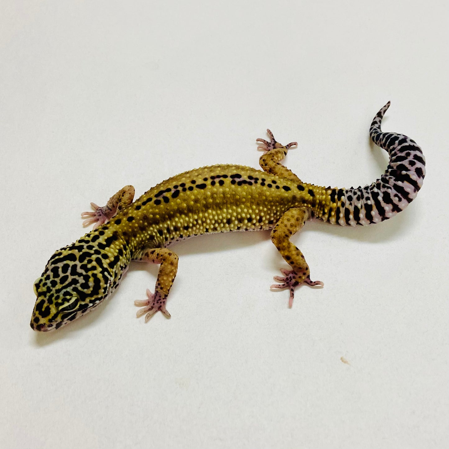 Dark Super Snow Reverse Stripe Leopard Gecko Female 2025-220