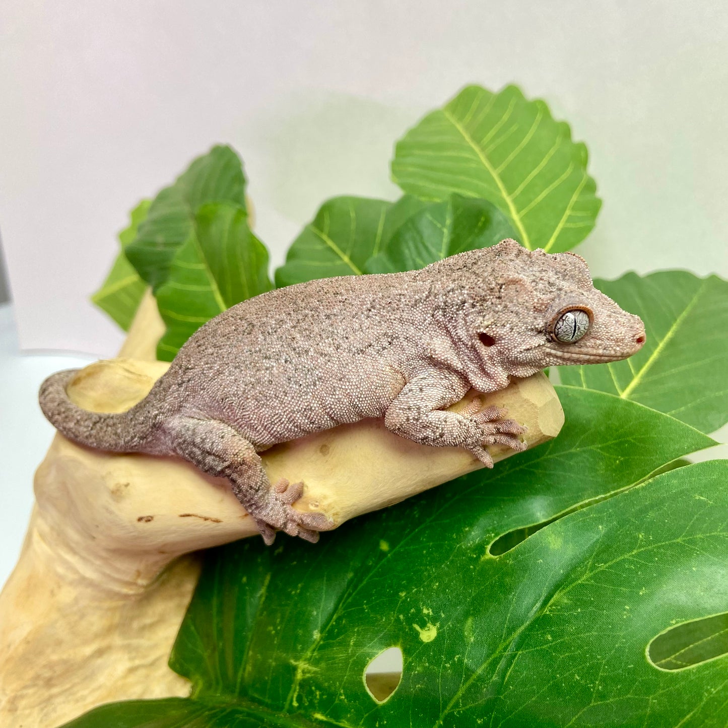 Red Blotch Red Base Gargoyle Gecko Adult Female GPB14