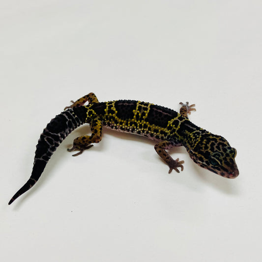 Dark Mack Snow Leopard Gecko 2025-147