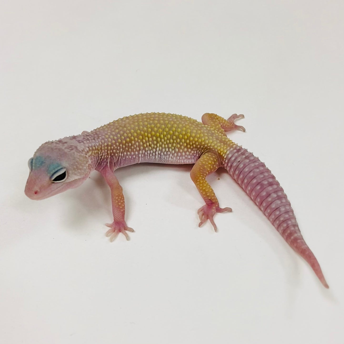 Murphy Patternless Leopard Gecko 2025-107
