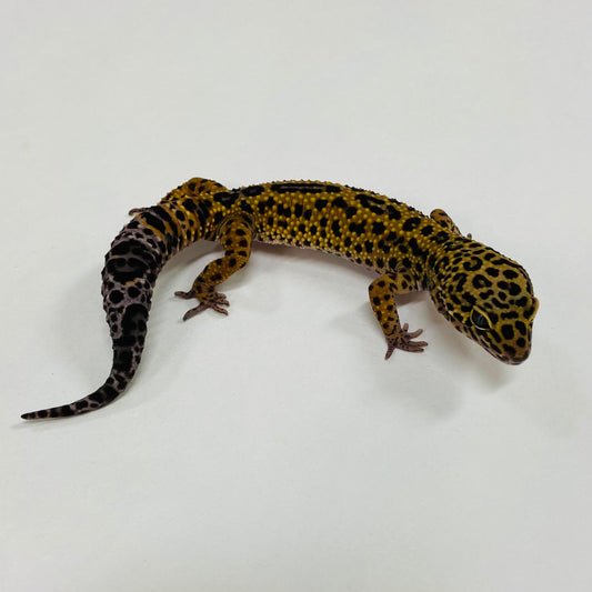 Dark Jungle Mack Snow Leopard Gecko Male G-B3-71024-1