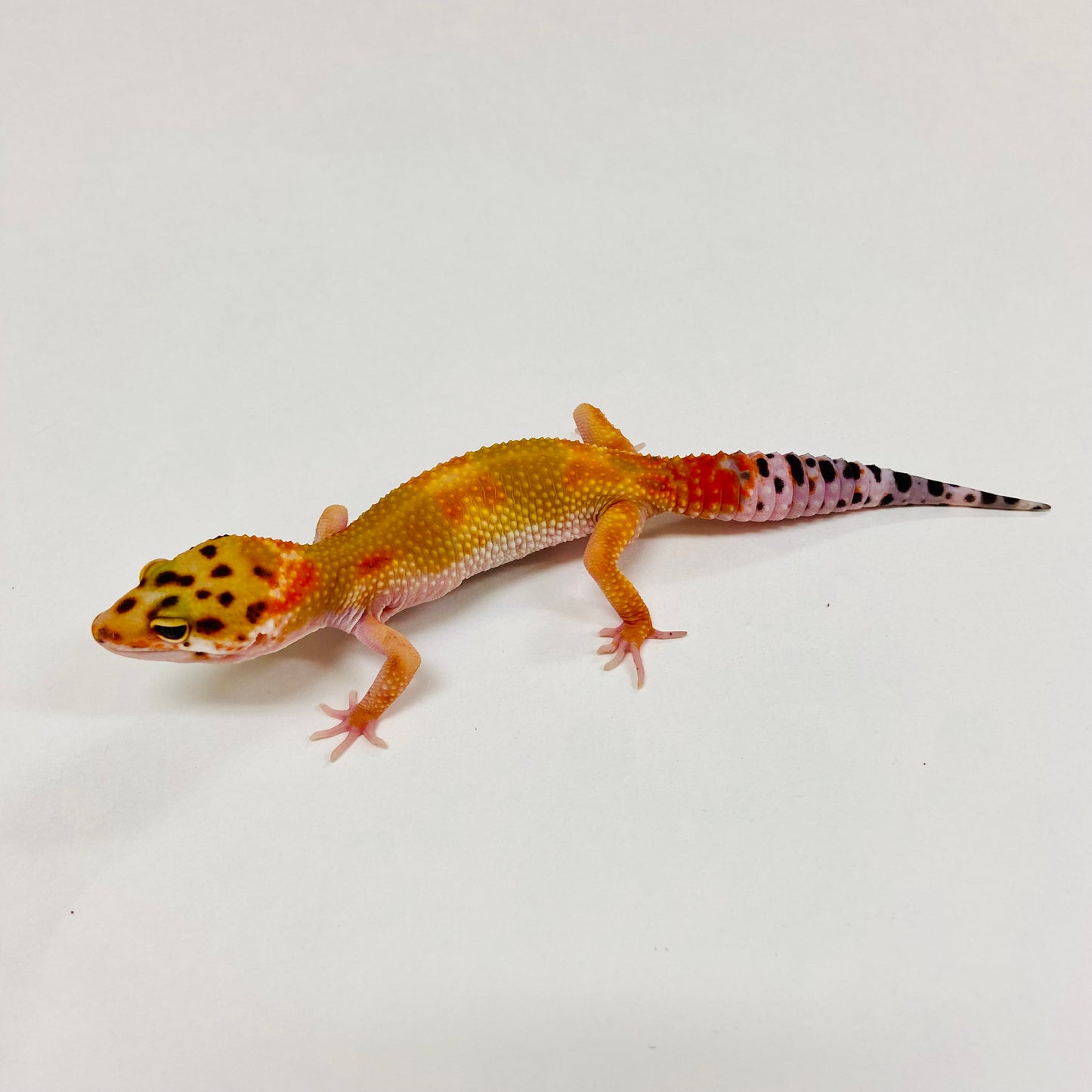 Citrine Leopard Gecko 2025-083