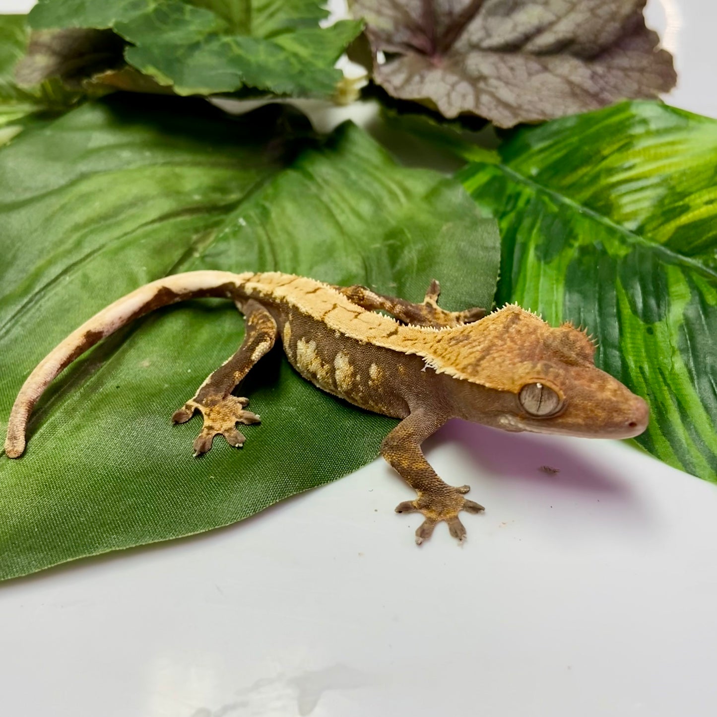 Harlequin Crested Gecko 2024 Unsexed 40924-1